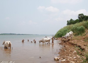 0105 | Vaskedag - Phnom Penh